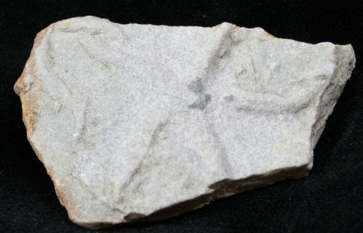Sea Star Burrow (Asteriacites) - Early Jurassic #12981